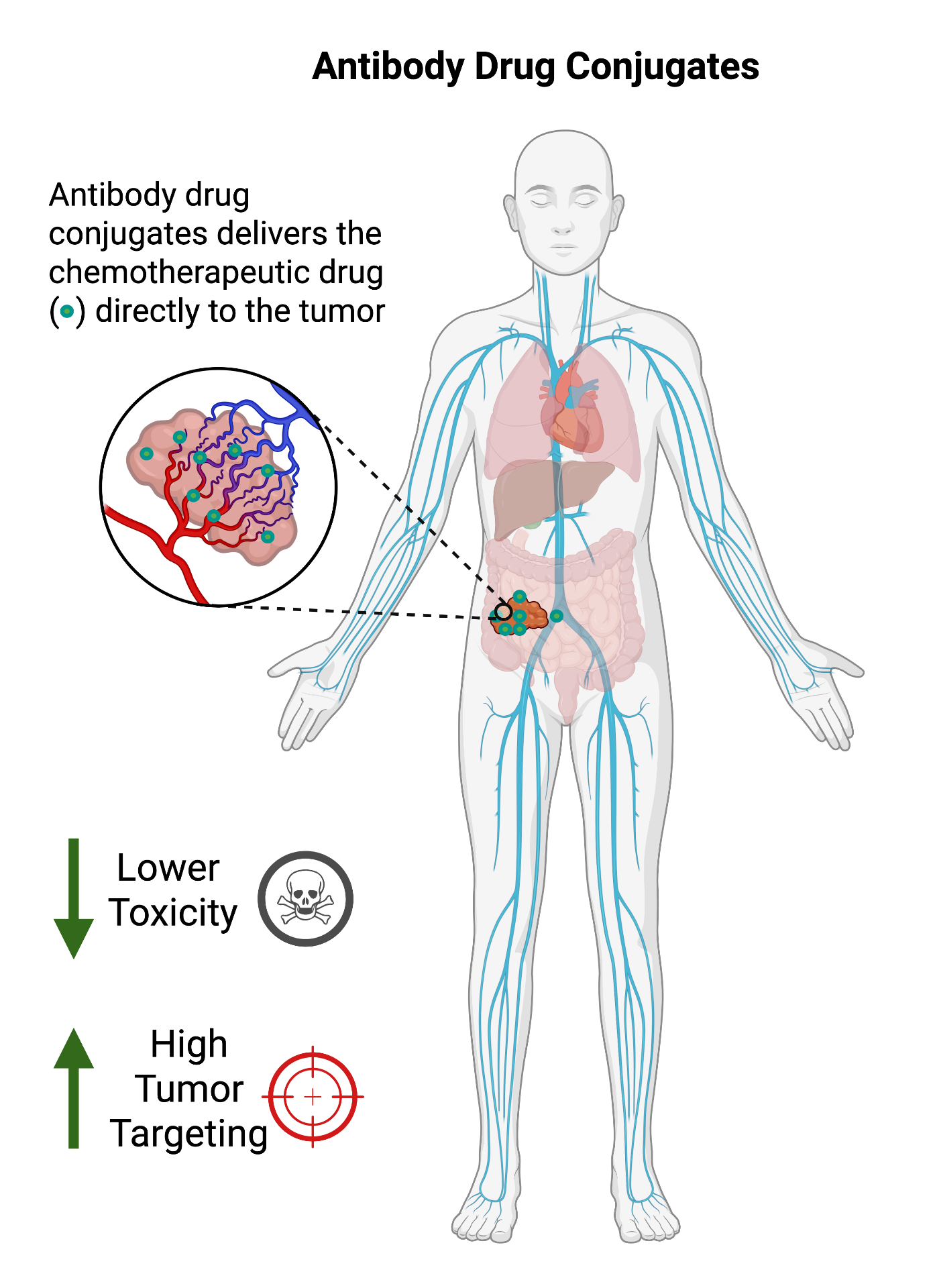 Diagram highlighting targeted ADC delivery that concentrates drug at tumor sites